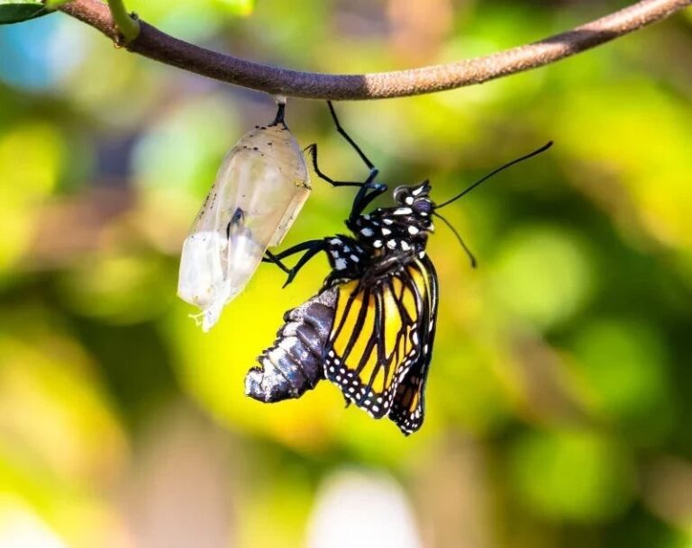 A monarch butterfly just hatched from a cocoon with no real wings